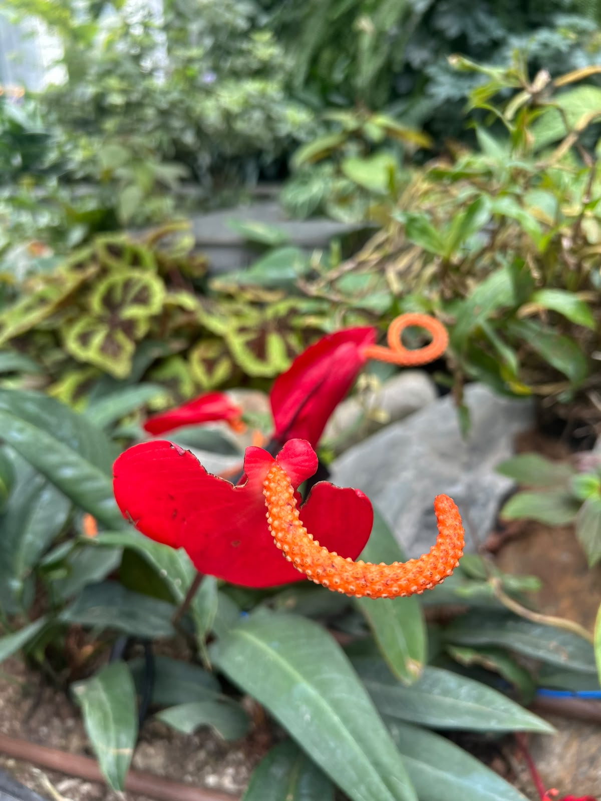Anthurium bloom